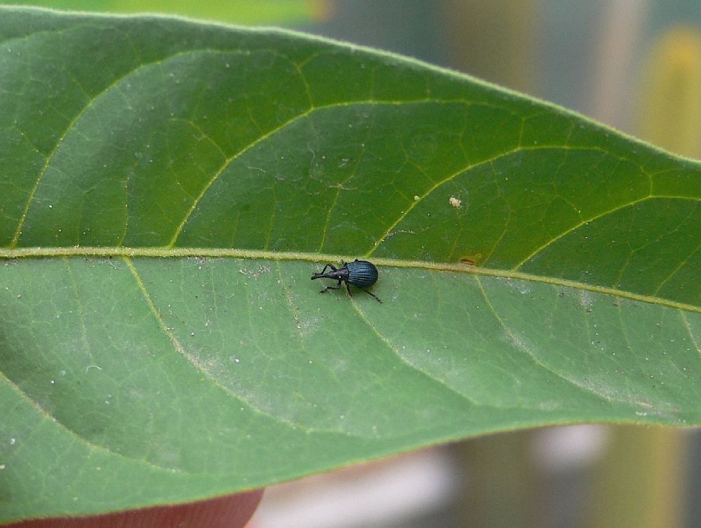 Apionidae:  Holotrichapion pisi